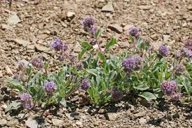 Image result for Phacelia