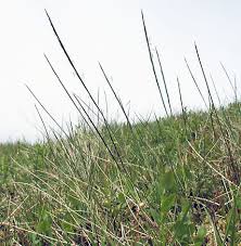 Attēlu rezultāti vaicājumam “Nardus stricta”