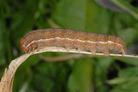 Attēlu rezultāti vaicājumam “Agrochola helvola imago”