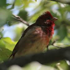 Attēlu rezultāti vaicājumam “Carpodacus erythrinus adult”