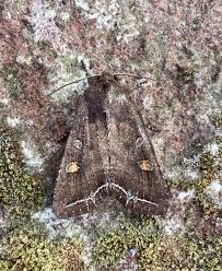 Attēlu rezultāti vaicājumam “Lacanobia oleracea”