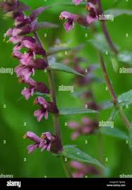 Attēlu rezultāti vaicājumam “Odontites vulgaris flower”