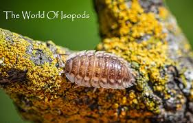 Attēlu rezultāti vaicājumam “Oniscoidea”