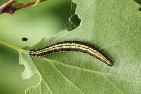 Attēlu rezultāti vaicājumam “Ortholepis betulae”