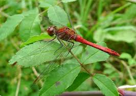 Attēlu rezultāti vaicājumam “Sympetrum sanguineum male”