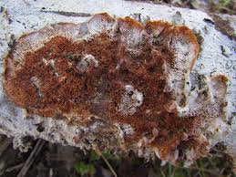 Attēlu rezultāti vaicājumam “Antrodia crassa”