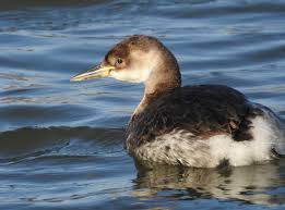 Attēlu rezultāti vaicājumam “Podiceps grisegena”