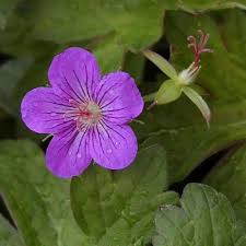 Image result for Geranium `Sandrine`