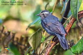 Image result for Zoothera sibirica