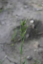 Attēlu rezultāti vaicājumam “Bromus hordeaceus subsp. hordaceus fruit”