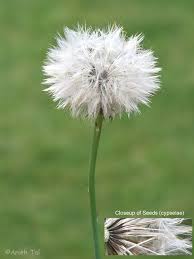 Attēlu rezultāti vaicājumam “Hypochaeris radicata fruit”