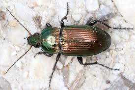 Attēlu rezultāti vaicājumam “Poecilus versicolor”