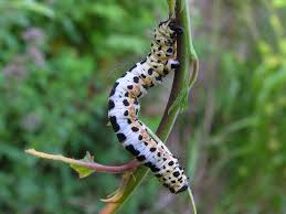 Attēlu rezultāti vaicājumam “Abraxas grossulariata larva”