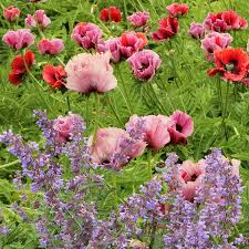 Attēlu rezultāti vaicājumam “Papaver orientale  flower”