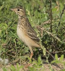 Image result for Anthus godlewskii