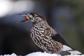 Attēlu rezultāti vaicājumam “Nucifraga caryocatactes adult”