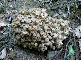 Attēlu rezultāti vaicājumam “Polyporus umbellatus”