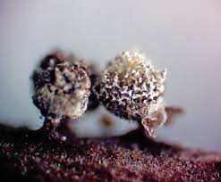 Attēlu rezultāti vaicājumam “Craterium leucocephalum macro”