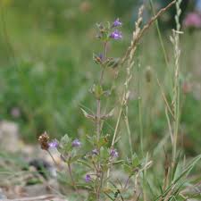 Attēlu rezultāti vaicājumam “Acinos arvensis”