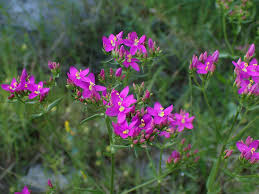 Image result for Centaurium erythraea