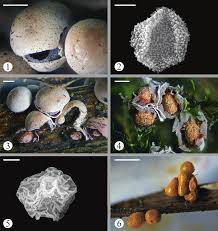 Attēlu rezultāti vaicājumam “Badhamia lilacina sessile”
