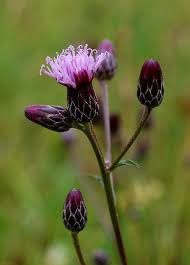 Attēlu rezultāti vaicājumam “Serratula tinctoria flower”