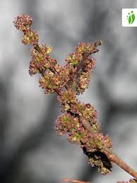 Attēlu rezultāti vaicājumam “Ulmus glabra fruit”