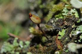 Attēlu rezultāti vaicājumam “Buxbaumia aphylla sporophyte”