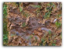 Attēlu rezultāti vaicājumam “Asterodon ferruginosus”