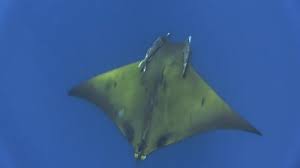 Image result for Mobula tarapacana