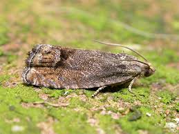 Attēlu rezultāti vaicājumam “Cydia splendana”