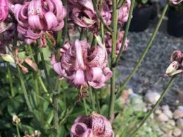 Image result for Lilium martagon `Chameleon`