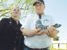 Image result for Abbeyton & Broomfield Racing Pigeons