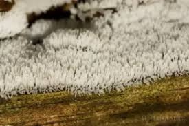 Attēlu rezultāti vaicājumam “Ceratiomyxaceae”