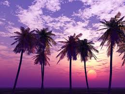 Image result for sunset