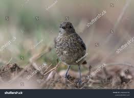 Image result for Phoenicurus moussieri