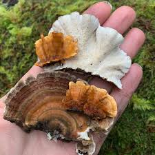 Attēlu rezultāti vaicājumam “Stereum hirsutum”