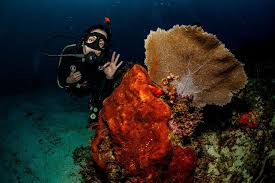 Image result for Deep and Wide Diving