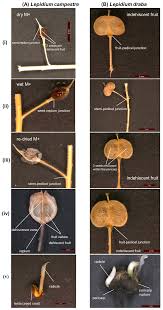 Attēlu rezultāti vaicājumam “Lepidium densiflorum fruit”