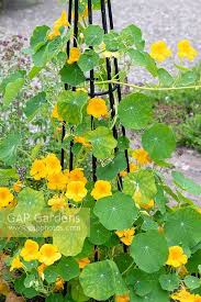 Image result for Tropaeolum majus