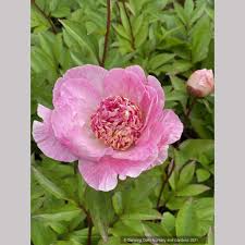 Attēlu rezultāti vaicājumam “Paeonia lactiflora”