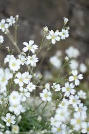 Attēlu rezultāti vaicājumam “Cerastium tomentosum flower”