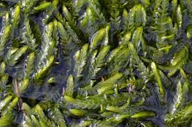 Attēlu rezultāti vaicājumam “Fontinalis antipyretica”