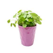 Attēlu rezultāti vaicājumam “Hydrocotyle vulgaris fruit”