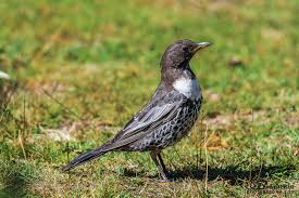 Image result for Turdus torquatus