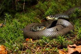 Attēlu rezultāti vaicājumam “Natrix natrix”