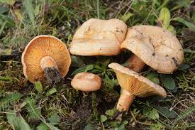 Attēlu rezultāti vaicājumam “Lactarius deliciosus”