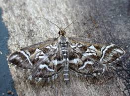 Attēlu rezultāti vaicājumam “Diasemia reticularis”