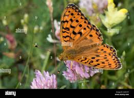 Attēlu rezultāti vaicājumam “Argynnis aglaja underside”