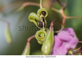 Attēlu rezultāti vaicājumam “Impatiens glandulifera fruit”